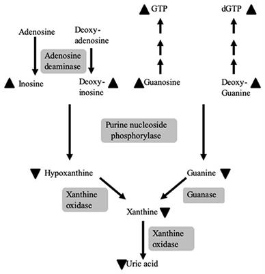 Partial Purine Nucleoside Phosphorylase Deficiency Helps Determine Minimal Activity Required for Immune and Neurological Development